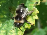 Tweekleurige koekoekshommel [Bombus bohemicus]
